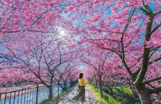 日本東京伊豆賞櫻一日遊【純玩9人小團|贈觀海列車票|上門接送可選|中文司導|城崎海岸+門脅吊橋+觀海列車+河津櫻花】