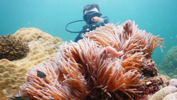 TAUCHEN ODER SEA WALKER AUF DER INSEL PHU QUOC-ROI