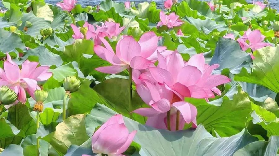 惠州西湖+惠州市植物園+步道灣+十里銀灘【西湖美景@獨立包團】