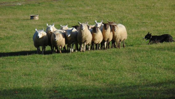 Wicklow, Glendalough & Kilkenny: Tour from Dublin with Sheep Demonstration