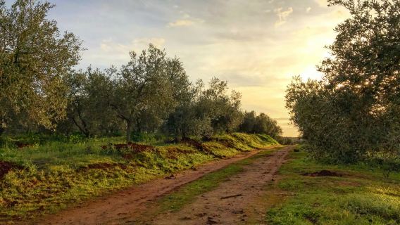 Olive Oil Farm from Seville: Guided Tour