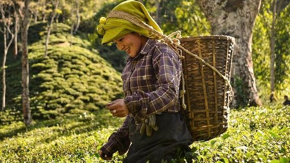 DarjeelingTours