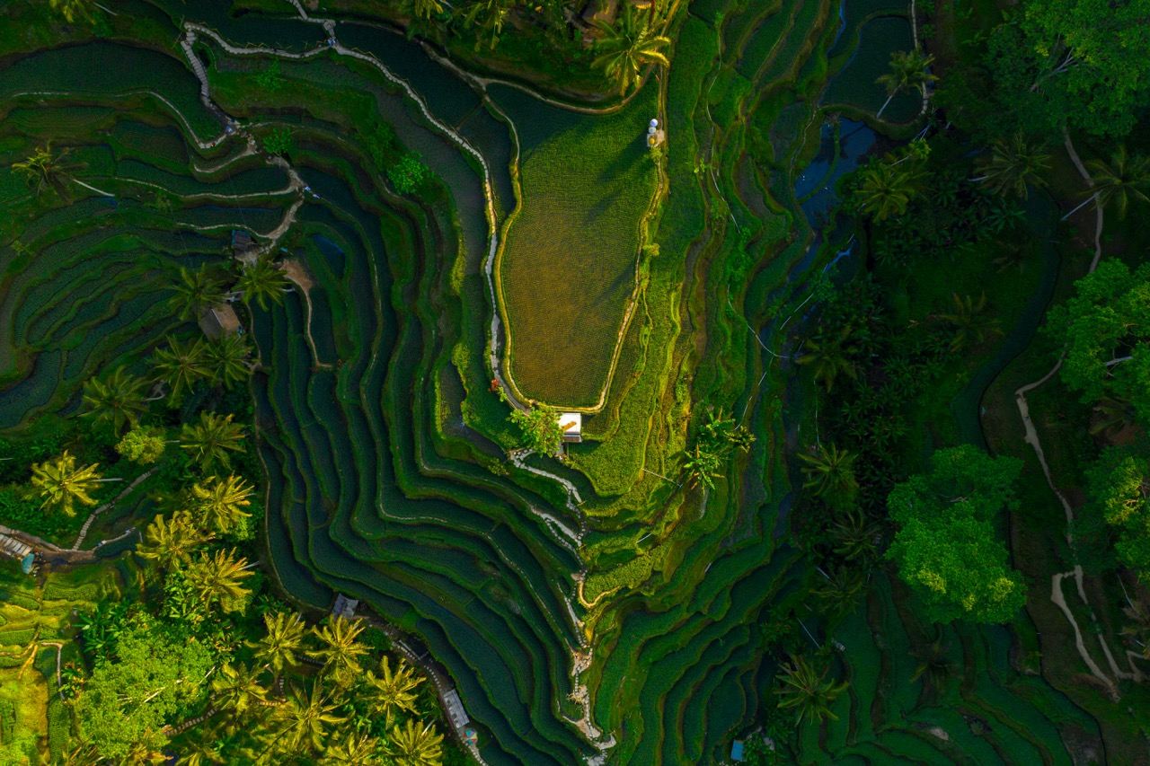 探索烏布：全包式猴子森林、梯田、瀑布及更多