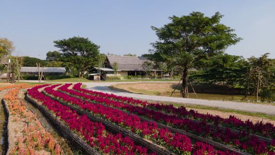 Partenza da Bangkok | Tour delle caffetterie, templi e gallerie galleggianti di Ayutthaya