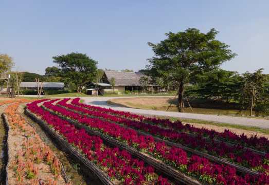 Depart from Bangkok | Phra Nakhon Si Ayutthaya Cafes, Temples and Gallery Houseboat Tour