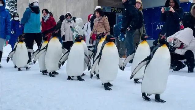 日本札幌來回旭川富良野美瑛/可小樽登別北海道多日-精選