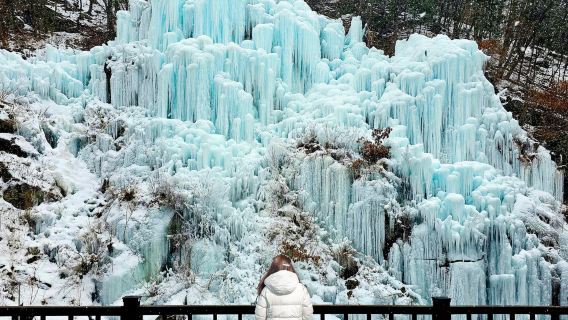 Winter exclusive|Alpaca World X Nami Island X Five-Color Starlight Garden Exhibition at Garden of Morning Calm