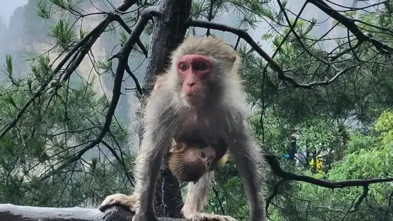 ○長沙出發高鐵-張家界國家森林公園1日全含私家團-阿凡達-百龍天梯-天子山-深度遊玩-專業導遊-趣味講解