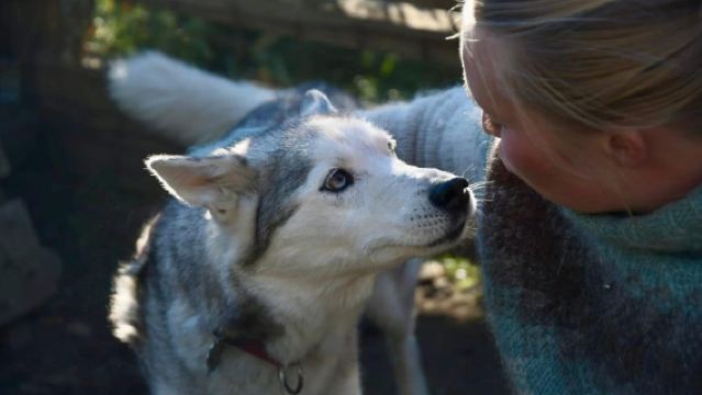 Ivalo - Saariselkä: Husky Walk in the Wilderness