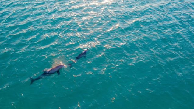 Watamu: Bootstour zur Delfinbeobachtung und zum Schnorcheln