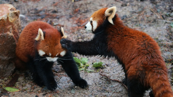 Shanghai Zoo + Anfu Road + Wukang Road + Wukang-gebouw + Jing'an-tempel + [Shanghai privétour met gecharterde auto]