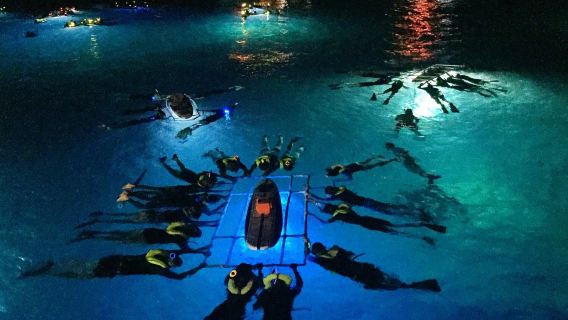 Lặn đêm ngắm cá đuối Manta ở Đảo Lớn Hawaii (Tour tiếng Anh)