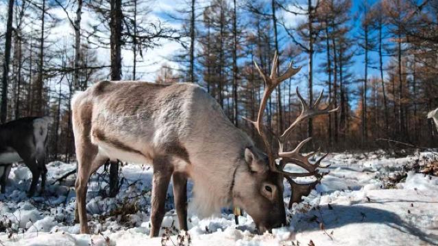 雪鄉+亞布力滑雪旅遊度假區戶外雪上項目體驗+大禿頂山+十里冰雪畫廊一日遊