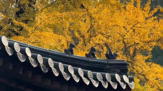 【私家團】少林寺一日包車遊丨一車一團