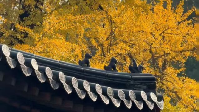 【私家團】少林寺一日包車遊丨一車一團