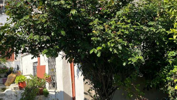 アテネ：ガイド付きシティウォーキングツアー