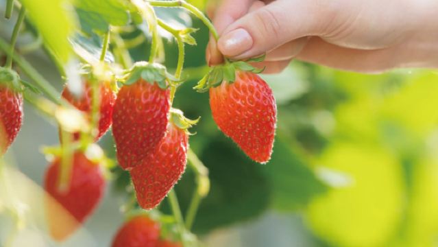 【早咲き限定】伊豆河津桜まつり|いちご狩り体験|温泉体験日帰りツアー