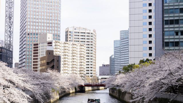 [Tokyo·Kapal Pesiar Grup] Nikmati pemandangan bunga dengan kapal pesiar baru! Kapal pesiar gaya bar (Bar Style) untuk melihat bunga sakura di Sungai Meguro!