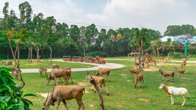 廣州長隆2天1晚/3天2晚一票多園暢玩 熊貓/長隆/香江店 動物世界+歡樂世界+飛鳥樂園可選含餐/大馬戲組合