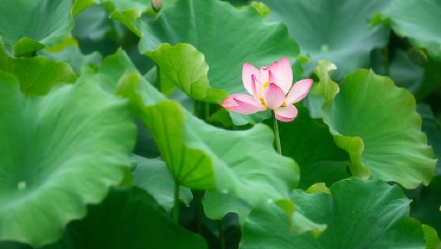 Momen Trip Liuba[Fotografi pemotretan, foto, video pendek, film promosi, foto anak dan keluarga, foto pernikahan, semua file mentah diberikan]