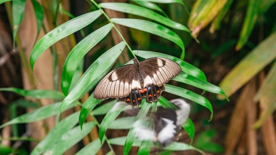 Cairns: Best of the Kuranda Rainforest Full-Day Tour & Lunch