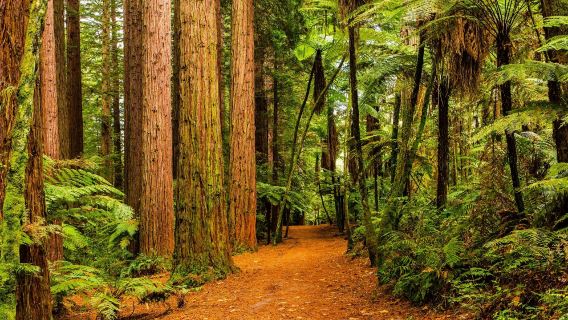 New Zealand Auckland berlepas: Taman Hamilton + Hutan Simpan Redwood lawatan sewa peribadi + Tidak Termasuk tiket masuk