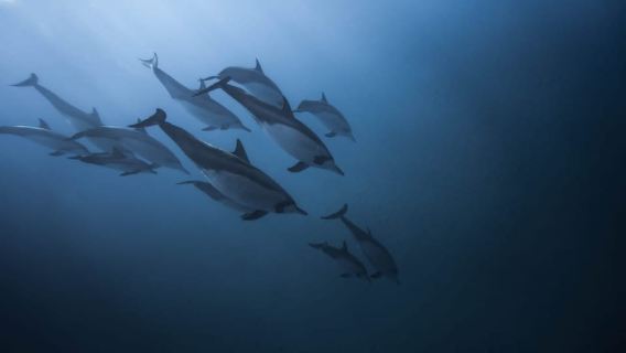 Mauritius: Dolphins watch half-day
