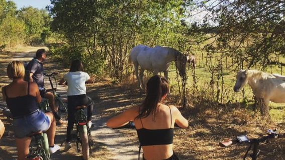 Aigues Mortes: safari en vélo - Ebike tour in Camargue