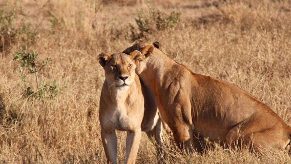 FOUR DAYS BUDGET CAMPING SAFARI