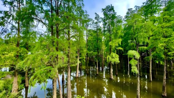Excursión privada de un día con guía desde Hangzhou al Lago Qingshan [Vehículo privado + entradas]