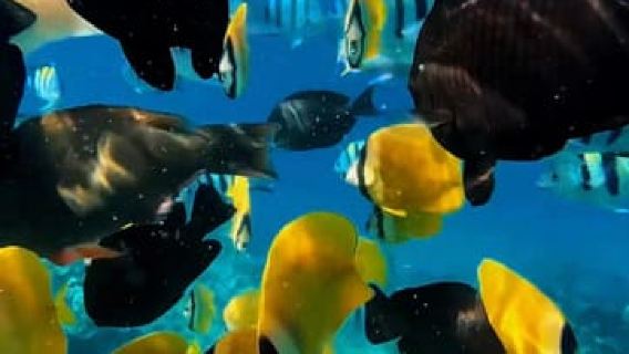 Zanzibar: Mnemba Island Dolphin Swim & Snorkeling Adventure