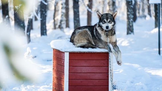 Husky sledding adventure at Saariselkä Wildlife Park in Finland with designated hotel transfers