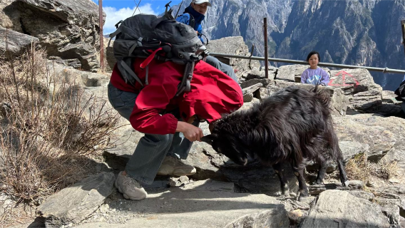 虎跳峽+中虎跳徒步專線拼車【可麗江/香格里拉接送徒步點直達】