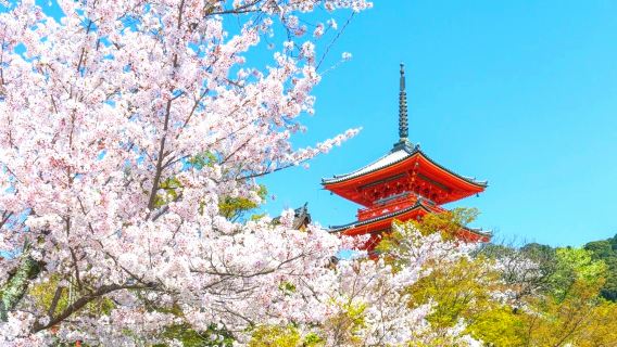 일본 교토 아라시야마 후시미 이나리 신사 나라 공원 당일 치기 여행 오사카 교토 승하차