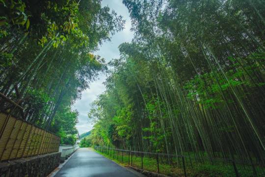 Kinkakuji Temple + Kiyomizu Temple + Fushimi Inari Taisha Shrine + Arashiyama one-day tour