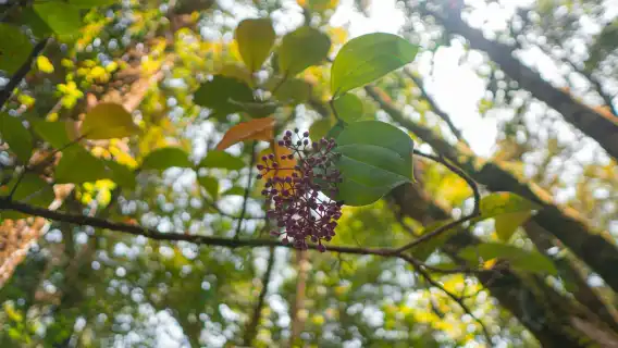 キナバル公園、ポリン温泉&デサ酪農場 日帰りツアー