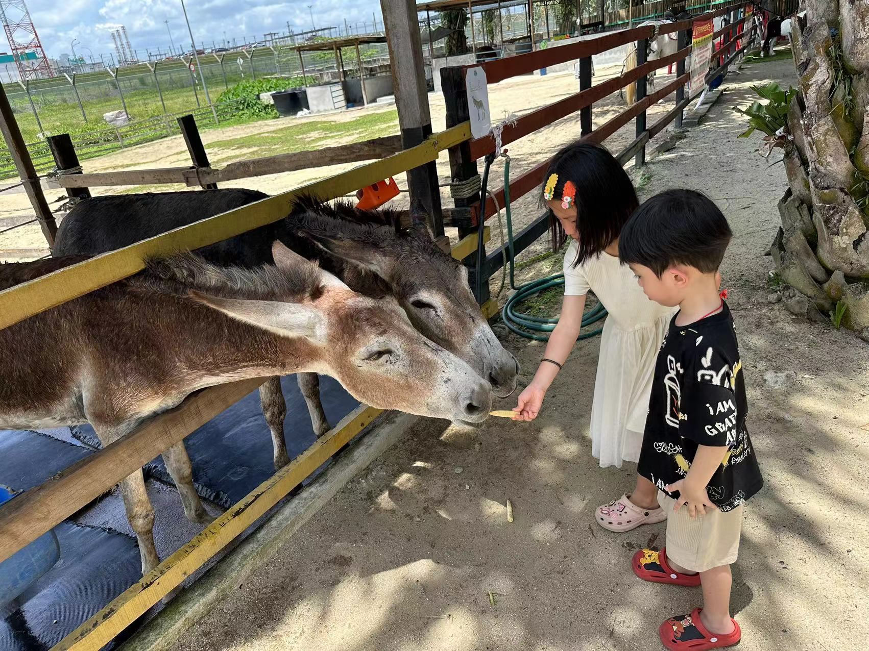 ทัวร์ 1 วันเหมารถเดซารู ยะโฮร์|ออกเดินทางจากโจโฮร์บะฮ์รู [เส้นทางพิเศษที่ดำเนินการเอง + คนขับรถที่พูดภาษาจีนและอังกฤษได้]