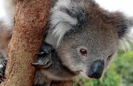 墨爾本蒸汽火車+希爾斯維爾野生動物園+亞拉河谷一日遊中英雙語