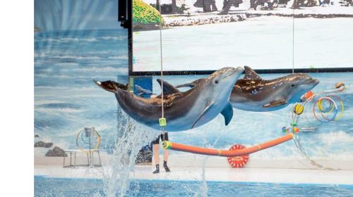 Dubai Attraction: Dubai Dolphinarium Day Tours 3