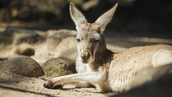 Sydney Explorer Pass: Access to up to 7 Attractions