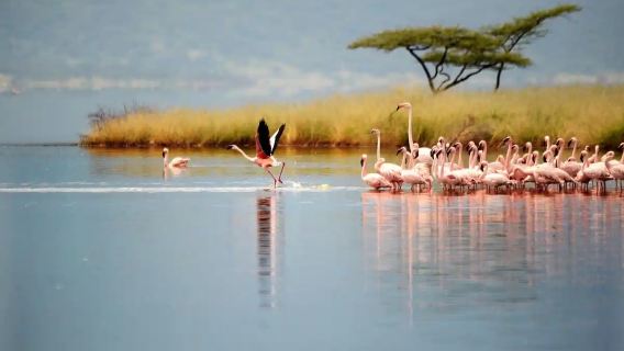 Kenya Nairobi National Park + Naivasha + Great Rift Valley/Animal Kingdom