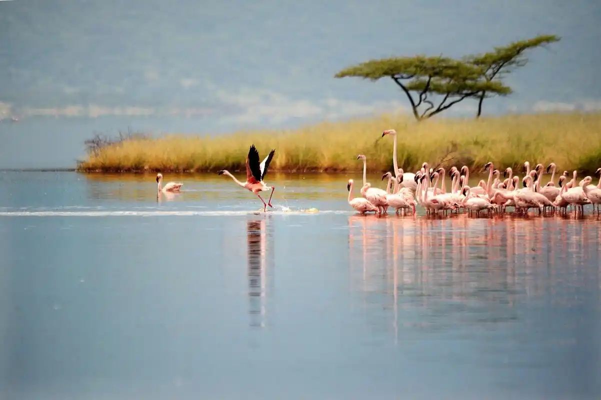 케냐 나이로비 국립공원+나이바샤+동아프리카 지구대/동물 왕국