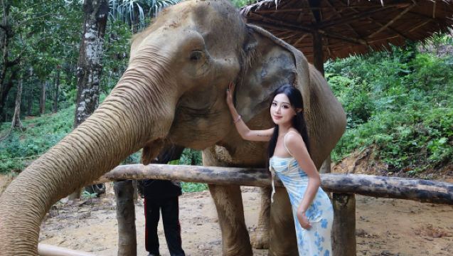 【當日可安排|全島接駁】普吉島芭東擁抱大象保護營