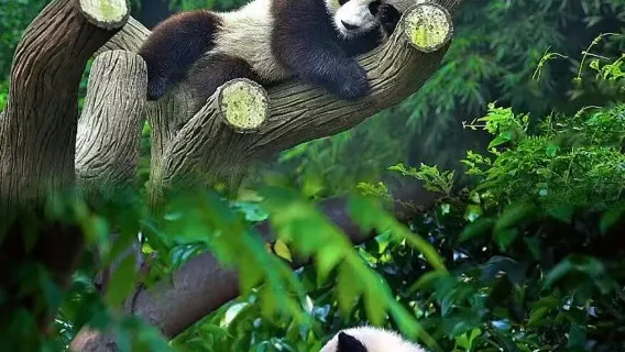 Chengdu Chenghua District - Translator/ guide/Guide - Citywalk |Attractions|English/Russian/French/Minority Languages|Welcome to consult