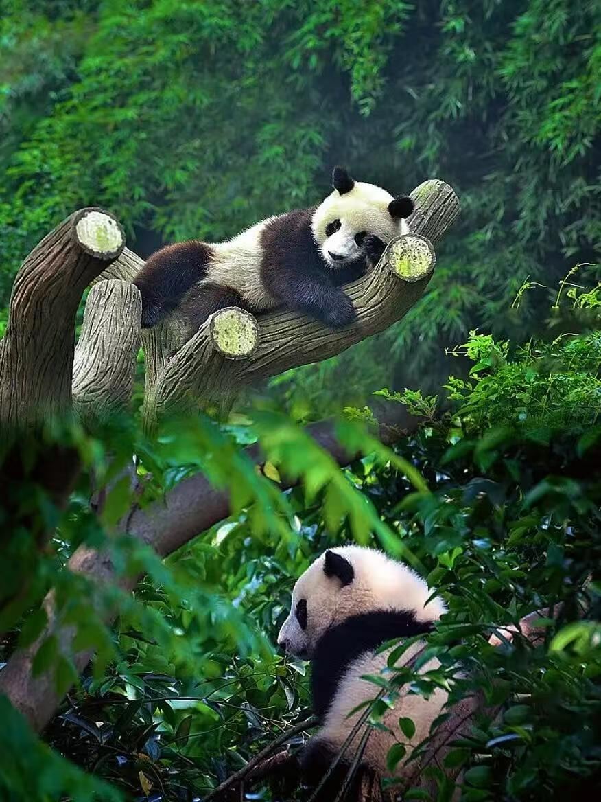 Chengdu, distretto di Chenghua - traduzione/guida/accompagnatore locale - Citywalk|Attrazioni turistiche|Inglese/Russo/Francese/Lingue minori|Benvenuto, come possiamo aiutarti?