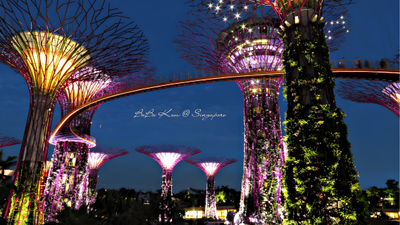 ガーデンズ・バイ・ザ・ベイ 【フラワー・ドーム/クラウド・フォレスト/スーパーツリー・グローブ/フローラル・ファンタジー/シンガポール・シティ・パス】