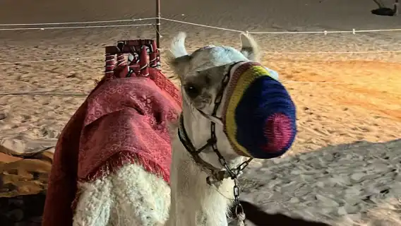 杜拜沙漠紅沙衝沙 可選空調房 飯店接駁+晚餐表演騎駱駝+手繪