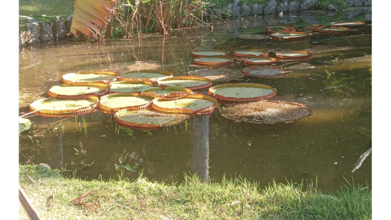 Jardim Botânico do Rio de Janeiro