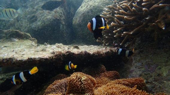 Trincomalee: Tour de ballenas y delfines con snorkel en Navy Island