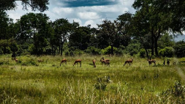 Desde Zanzíbar: Safari de 1 día en avión por el Parque Nacional Mikumi